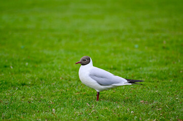 One black heade gull standing in green grass
