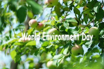 World environment day. Harvest time ripe apples on a branch of an apple tree on a fruit meadow....