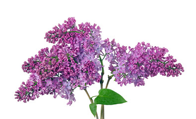 Fototapeta na wymiar branch of purple lilac in water drops isolated on white