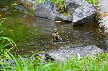 Small bird bathing in running water Orebro city park
