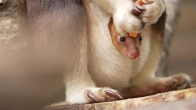 Baby Joey Goodfellows Tree Kangaroo in mothers pouch