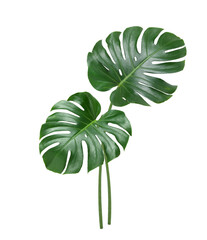 Natural Monstera leaves isolated on white background. Clipping path.