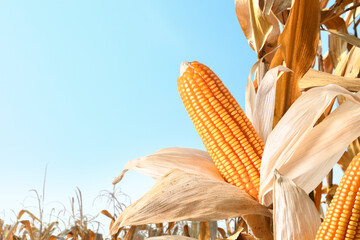 Close-up dried corn cobs in corn field.
