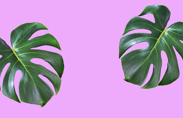green tropical monstera leaves on pink.
