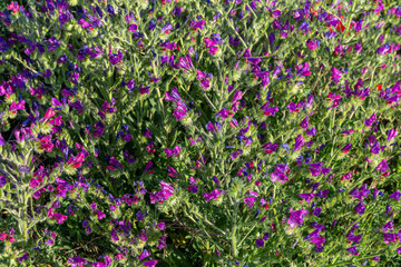 Fototapeta premium Echium vulgare. Plants with violet blue flowers of viper's-bugloss.