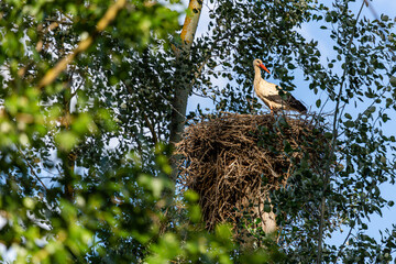 Ciconia ciconia. White Stork in the nest in a cottonwood in the forest.