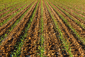 Rows of young corn plants in agricultural field.