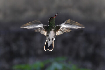 hummingbird in flight