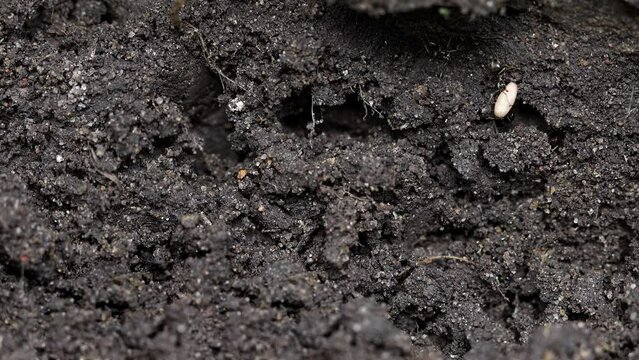 Black ants, Lasius niger, moving a larvae cocoon to safety in a disturbed ants nest.  Real time.