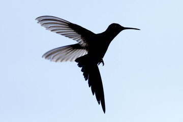 Hummingbird in fligth