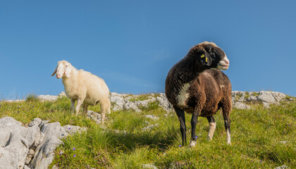 Close portrait of a dark brown and white sheep standing in the grass on an alpine meadow with rocks...