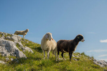 Portrait of a dark brown and white sheep standing in the grass on an alpine meadow with rocks and...