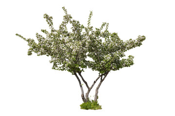 Green full length apple blooming tree with white flowers isolated on white background with clipping path. Full Depth of field. Focus stacking. PNG