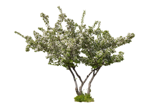 Green full length apple blooming tree with white flowers isolated on white background with clipping path. Full Depth of field. Focus stacking. PNG