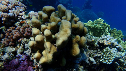 Stony coral Knob coral (Goniastrea stelligera. Previously called Favia stelligera) undersea, Red Sea, Egypt, Sharm El Sheikh, Nabq Bay
