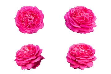 Set of pink rose flower isolated on a white background with clipping path. Full Depth of field....