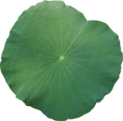 Leaf of Lotus Transparent Background.