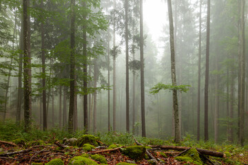 Beautiful foggy green forest tree landscape.