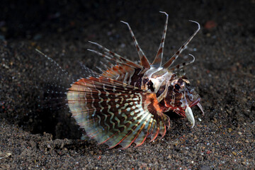 Blackfoot Lionfish - Parapterois heterura rests on the seabed at night. Sea life of Bali, Indonesia.