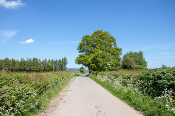 Summertime oak tree down the country lane.