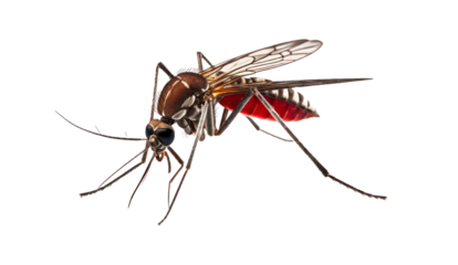 Bloodsucker mosquito isolated  on transparent background png file