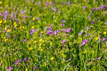 Flowering Meadow Buttercup on a sunny summer meadow