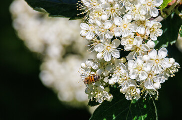 Honey Bee pollinating a flower