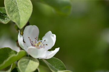 Blooming quince branch at spring garden against unfocused green grass background.