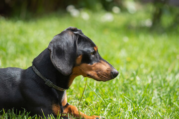 A cute dachshund in a  lush spring garden