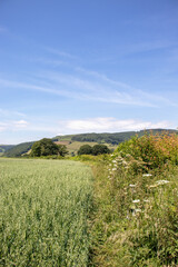 Fototapeta premium Summertime landscape.