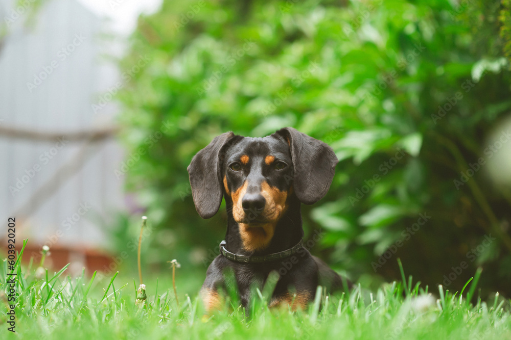 Sticker A cute dachshund in a  lush spring garden