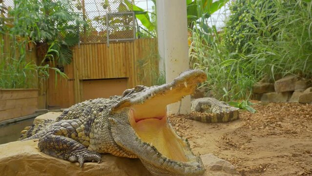 Crocodile laying in the midday sun around with his mouth open as a way to avoid overheating.