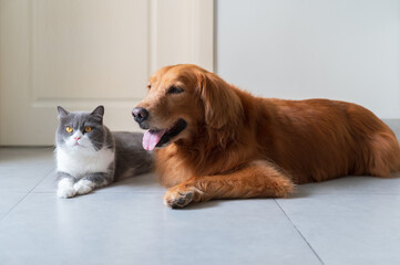 British shorthair cat and golden retriever lying on the floor