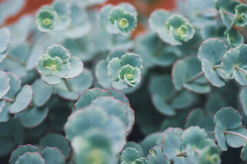 Orpine flowers. Sedum Stonecrop in nature. Floral wallpaper.