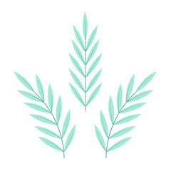 A set of sprigs with long mint, green leaves, isolated, on a transparent and white background. Elements for design decoration. Vector illustration, image, graphic design.