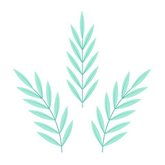 A set of sprigs with long mint, green leaves, isolated, on a transparent and white background. Elements for design decoration. Vector illustration, image, graphic design.