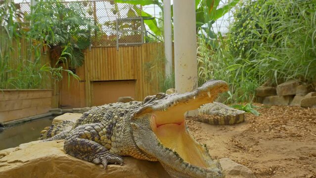 Crocodile laying in the midday sun around with his mouth open as a way to avoid overheating.