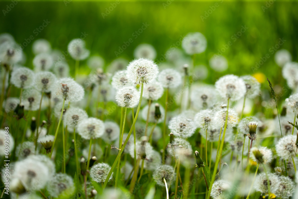 Wall mural amazing field with white dandelions in spring