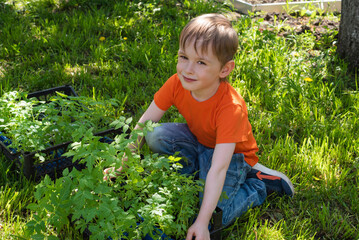 Boy caring for fresh tomato seedlings. Concept of gardening, gardening and healthy eating. Copy space