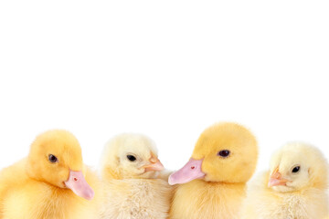 Portrait of little chicken and duckling isolated on transparent background.