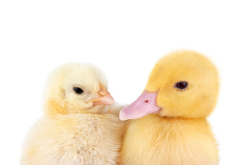 Portrait of little chicken and duckling isolated on transparent background.
