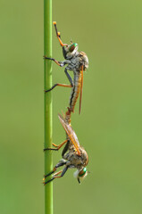 Robberfly mating moment