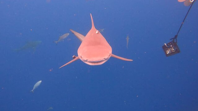 Bull shark swims directly towards snorkler out in open ocean on shark experience