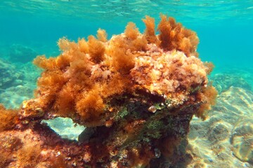 Fototapeta na wymiar Mediterranean reef with wildlife, underwater photography. Seascape with marine life. Rocks and plants, undersea picture.