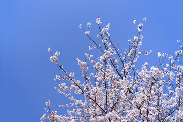 Springtime with pink cherry blossom flower in park outdoor with clear blue sky no cloud on holiday in Japan
