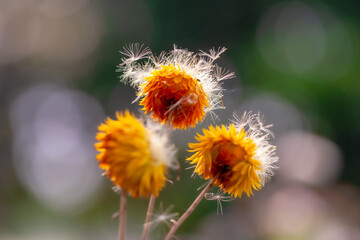 died colorful Straw flowers are planted lined up beautifully.