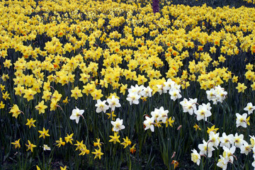Obraz premium Daffodils - Garthdee - Aberdeen - Scotland - UK