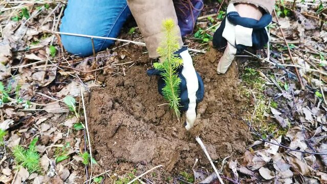 Volunteer planting small fir tree in afforestation campaign