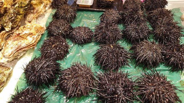Fresh uni urchin selling in Japanese fish market seafood sashimi