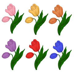 colorful tulips illustration with leaves